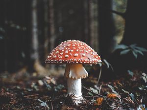 Preview wallpaper fly agaric, mushroom, fall, foliage