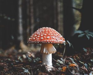 Preview wallpaper fly agaric, mushroom, fall, foliage