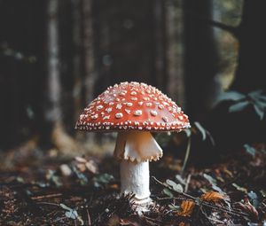 Preview wallpaper fly agaric, mushroom, fall, foliage