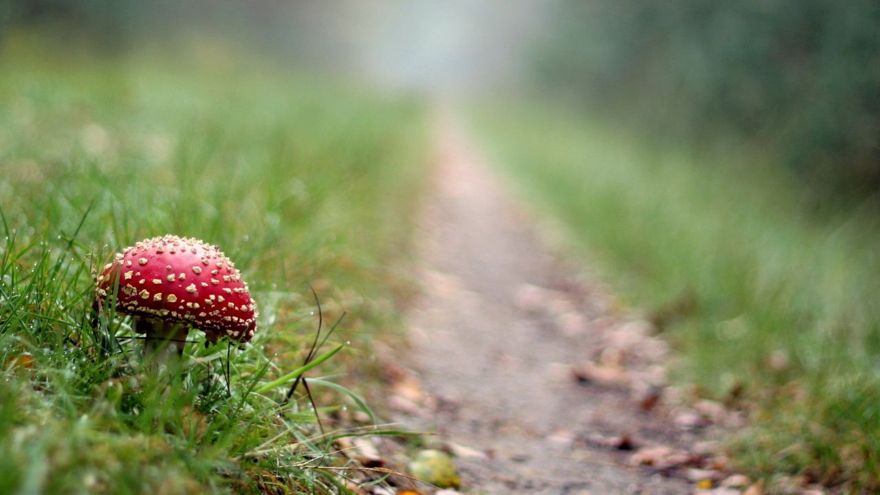 Wallpaper fly agaric, mushroom, footpath, grass