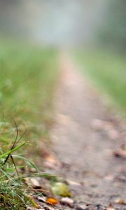 Preview wallpaper fly agaric, mushroom, footpath, grass