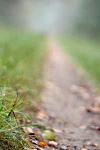 Preview wallpaper fly agaric, mushroom, footpath, grass