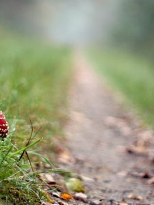 Preview wallpaper fly agaric, mushroom, footpath, grass