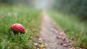 Preview wallpaper fly agaric, mushroom, footpath, grass