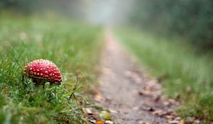 Preview wallpaper fly agaric, mushroom, footpath, grass