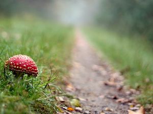 Preview wallpaper fly agaric, mushroom, footpath, grass