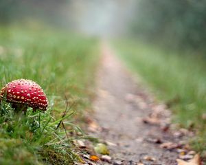 Preview wallpaper fly agaric, mushroom, footpath, grass