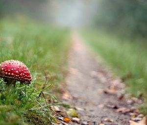 Preview wallpaper fly agaric, mushroom, footpath, grass