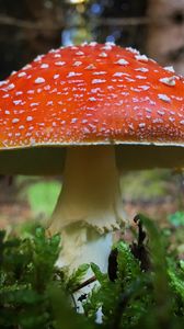 Preview wallpaper fly agaric, mushroom, grass, plants, macro