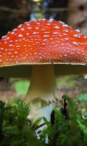 Preview wallpaper fly agaric, mushroom, grass, plants, macro