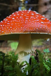 Preview wallpaper fly agaric, mushroom, grass, plants, macro