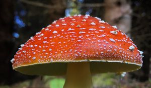 Preview wallpaper fly agaric, mushroom, grass, plants, macro