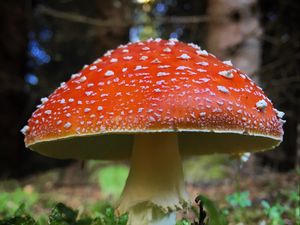 Preview wallpaper fly agaric, mushroom, grass, plants, macro