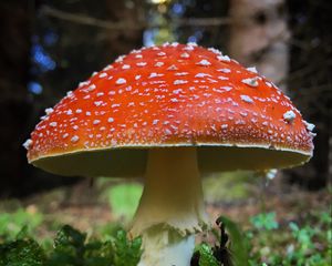 Preview wallpaper fly agaric, mushroom, grass, plants, macro