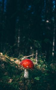 Preview wallpaper fly agaric, mushroom, grass, forest