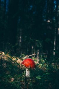 Preview wallpaper fly agaric, mushroom, grass, forest