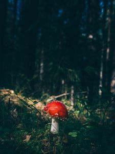 Mushroom Aesthetic Wallpapers  Wallpaper Cave