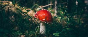 Preview wallpaper fly agaric, mushroom, grass, forest