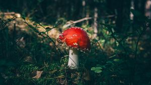 Preview wallpaper fly agaric, mushroom, grass, forest