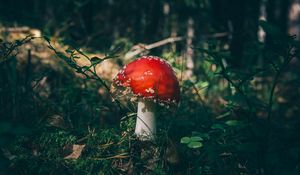 Preview wallpaper fly agaric, mushroom, grass, forest