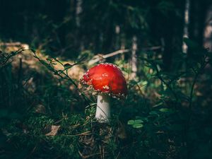 Preview wallpaper fly agaric, mushroom, grass, forest