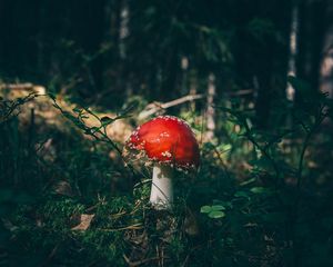 Preview wallpaper fly agaric, mushroom, grass, forest