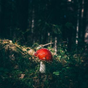 Preview wallpaper fly agaric, mushroom, grass, forest