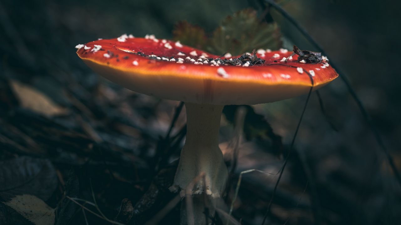 Wallpaper fly agaric, mushroom, grass, macro