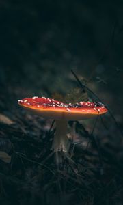 Preview wallpaper fly agaric, mushroom, grass, macro