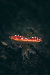 Preview wallpaper fly agaric, mushroom, grass, macro