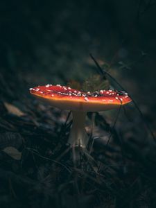 Preview wallpaper fly agaric, mushroom, grass, macro