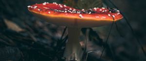 Preview wallpaper fly agaric, mushroom, grass, macro