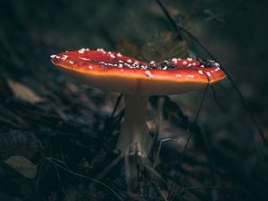 Preview wallpaper fly agaric, mushroom, grass, macro