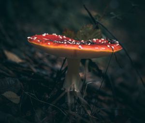 Preview wallpaper fly agaric, mushroom, grass, macro