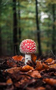 Preview wallpaper fly agaric, mushroom, leaves, macro