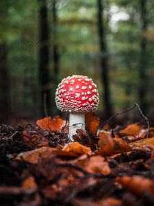 Preview wallpaper fly agaric, mushroom, leaves, macro