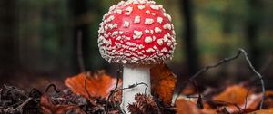 Preview wallpaper fly agaric, mushroom, leaves, macro