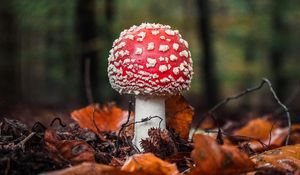 Preview wallpaper fly agaric, mushroom, leaves, macro