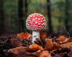 Preview wallpaper fly agaric, mushroom, leaves, macro