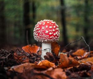 Preview wallpaper fly agaric, mushroom, leaves, macro