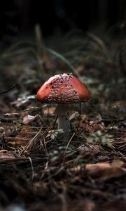 Preview wallpaper fly agaric, mushroom, macro, autumn