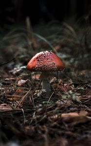 Preview wallpaper fly agaric, mushroom, macro, autumn