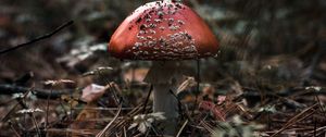 Preview wallpaper fly agaric, mushroom, macro, autumn