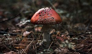 Preview wallpaper fly agaric, mushroom, macro, autumn