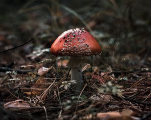 Preview wallpaper fly agaric, mushroom, macro, autumn