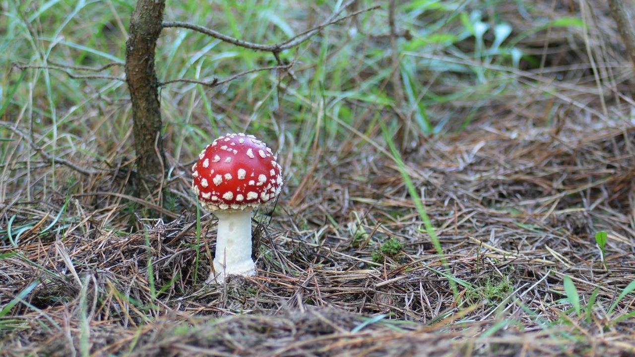 Wallpaper fly agaric, mushroom, poisonous, grass, earth, prickles