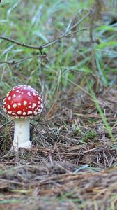 Preview wallpaper fly agaric, mushroom, poisonous, grass, earth, prickles