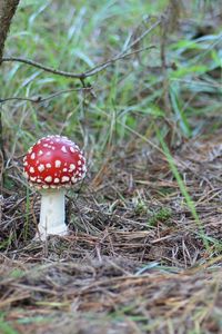 Preview wallpaper fly agaric, mushroom, poisonous, grass, earth, prickles