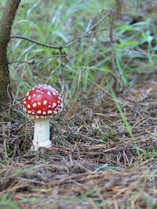 Preview wallpaper fly agaric, mushroom, poisonous, grass, earth, prickles