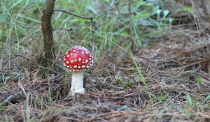 Preview wallpaper fly agaric, mushroom, poisonous, grass, earth, prickles